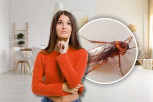 4 indizi per scoprire se ci sono scarafaggi in casa vostra