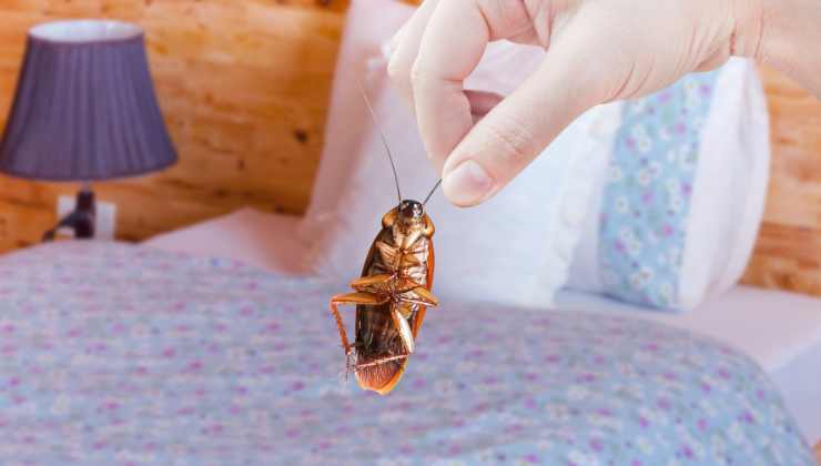 I 4 indizi per scoprire se ci sono scarafaggi nascosti in casa 