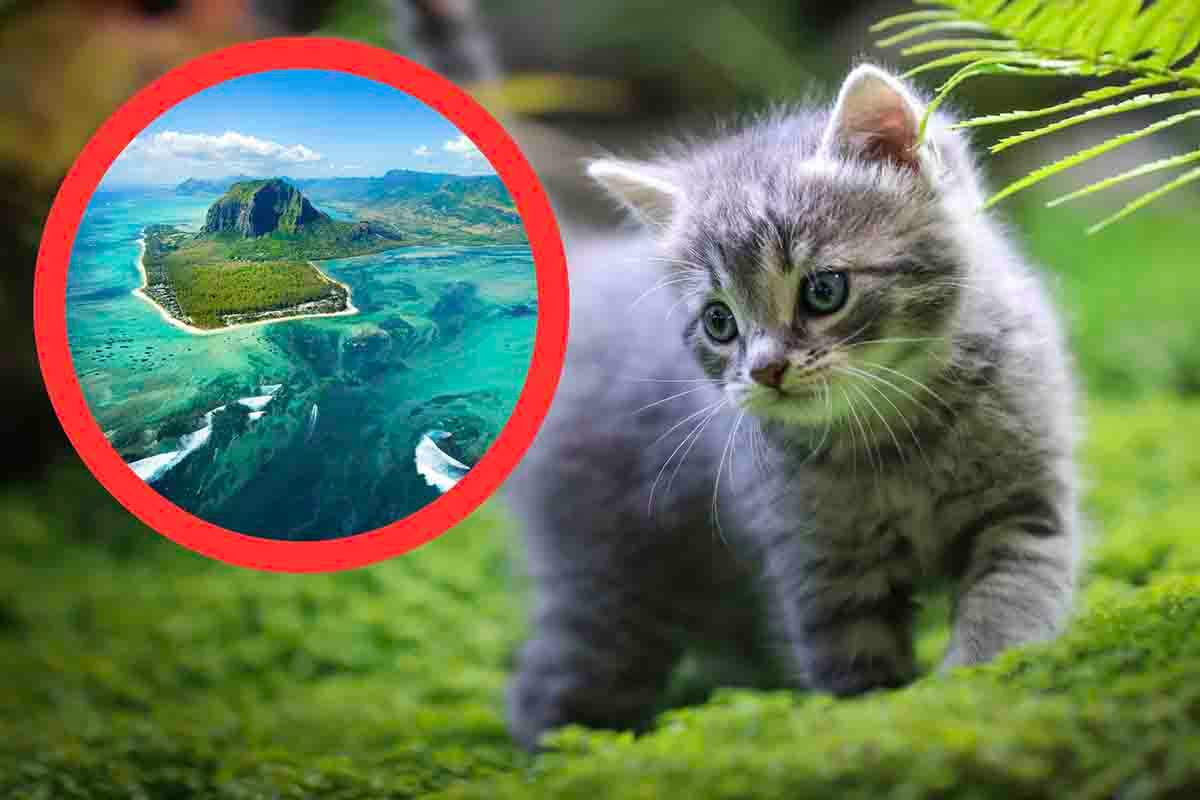 cos'è l'isola dei felini